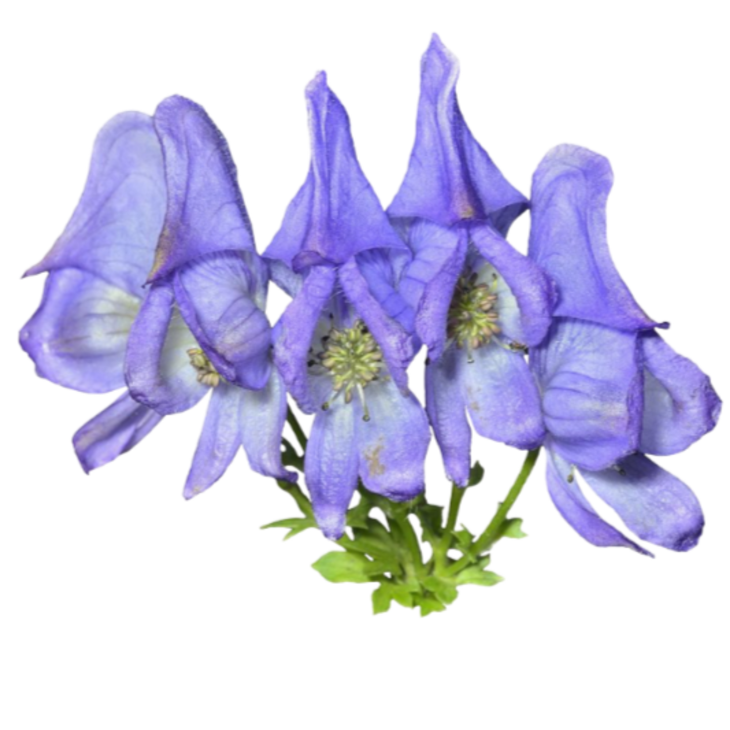 Aconitum indicado en situaciones violentas, rápidas, intensas y extremas, un accidente, cirugia o enfermedad.