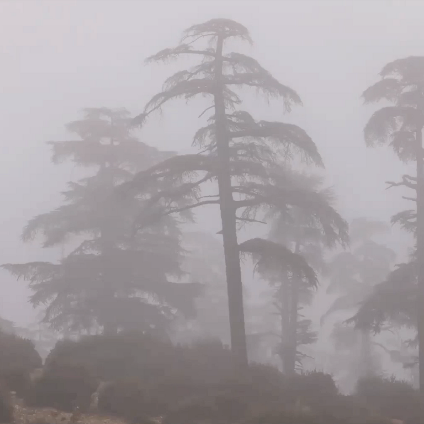 El arbol de cedro es el espiritu de la integridad, de la estabilidad, de la solidaridad, en todas las cosas. El cedro tiene cualidades que son necesarias cuando el espiritú es debilitado por muchas vivencias, por amar muy fuerte o por no perdonar. El cedro nos anima con la fortaleza necesaria para continuar nuestro camino