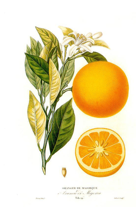 ACEITE ESENCIAL DE NARANJA: Usos y beneficios