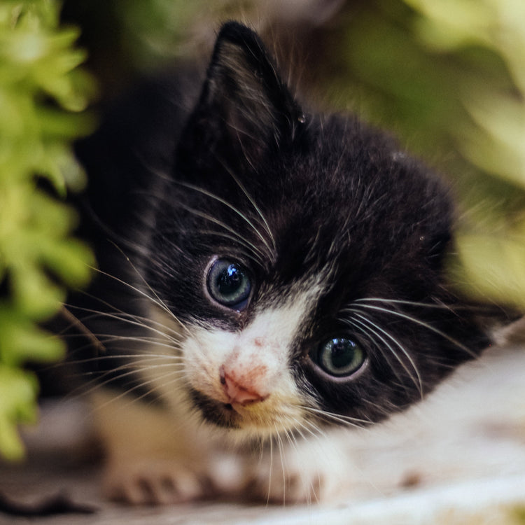 GATOS Y PERROS