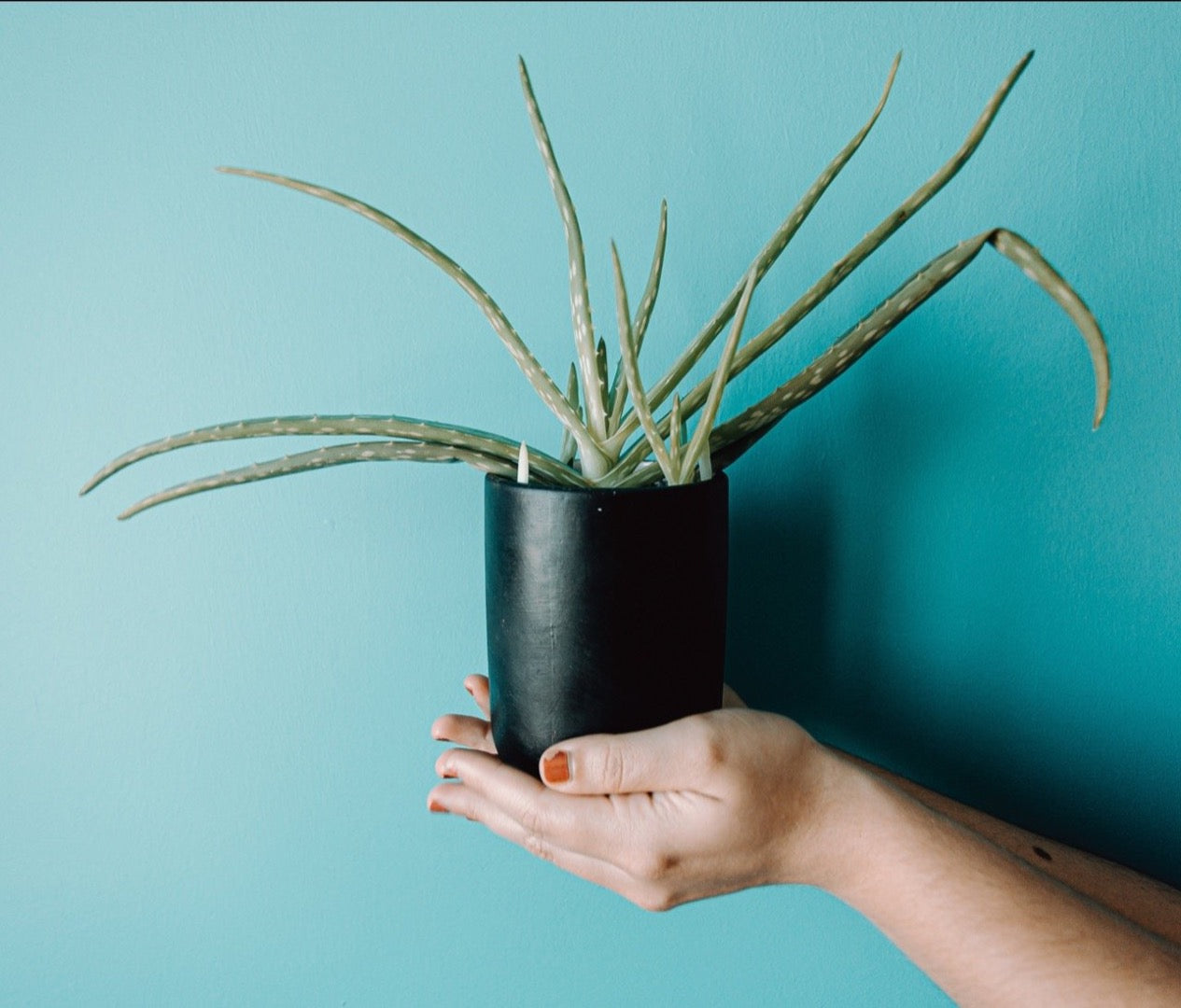 ALOE